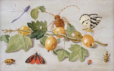 Ainda vida do ramo de groselhas, com uma borboleta, traça, mosca donzela e outros insetos (óleo em cobre) de Jan van Kessel the Elder